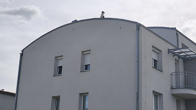 Po střeše chodí pes, zalarmovali lidé hasiče i strážníky. Na místo jeli zbytečně