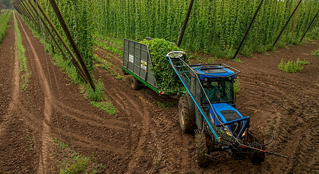Zelené zlato se sklízí na podzim. Chmel rodiny z Lounska putuje i do zahraničí