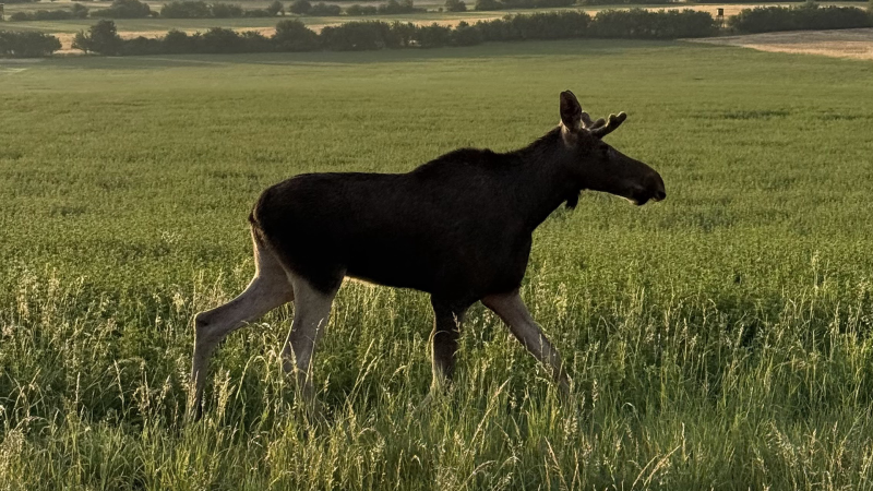 Pouť losího tuláka skončila: Rakušané Lojsu uspali a odvezli. Hrozilo nebezpečí, vysvětlili