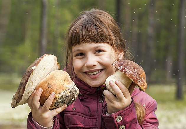Houbařská sezona se rozjíždí. Tato místa teď hlásí největší úlovky