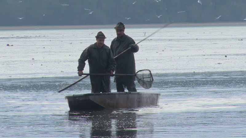Na jihu Čech začaly výlovy. Rybáři očekávají výnos ve stovkách tun