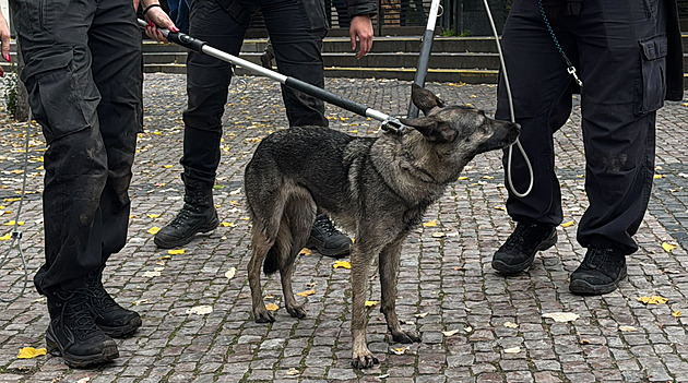 Fenka z metra už je u majitelky. Notorické útěkářce nabízely domov desítky lidí