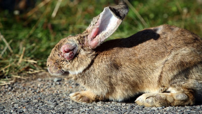 Na Slovensku byly potvrzeny první případy myxomatózy. Onemocnění decimuje králíky a zajíce