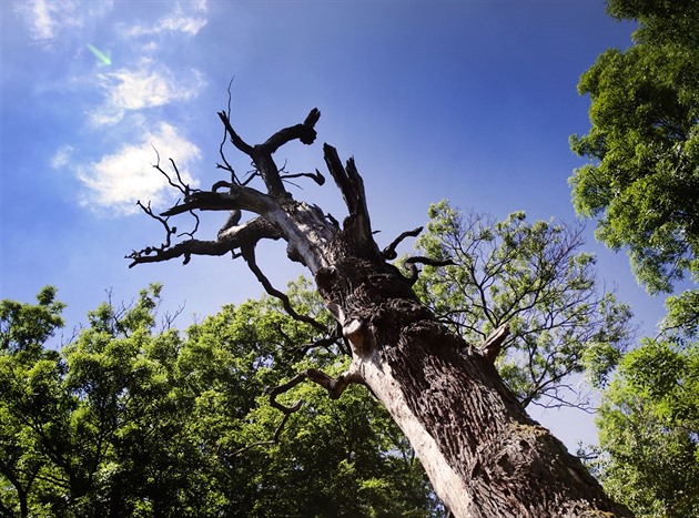 Soutok je líhní orlů a komárů i bodem sváru politiků. Ústavní soud ji potvrdil