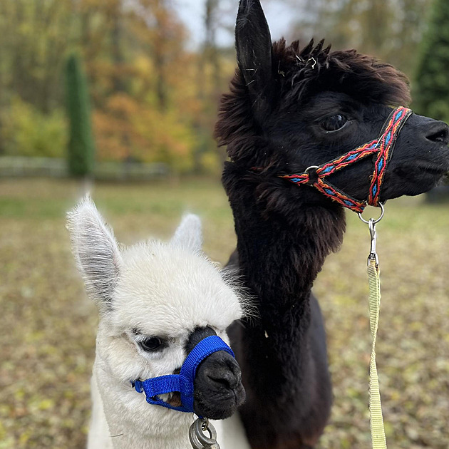 Nevhodný pamlsek způsobil alpace smrt. Upozornění návštěvníci v minizoo ignorují