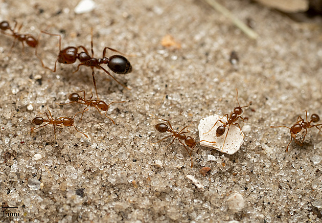Itálii děsí invazivní ohniví mravenci. Bodnutí zanechá jizvy, zabít dokážou i tele