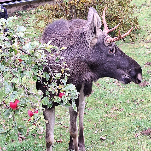 Losu Emilovi se na Šumavě líbí, na procházce se připojil k návštěvníkům