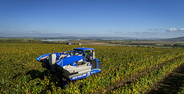 Když révu setřásají kombajny. Bez moderních strojů už se vinobraní neobejde