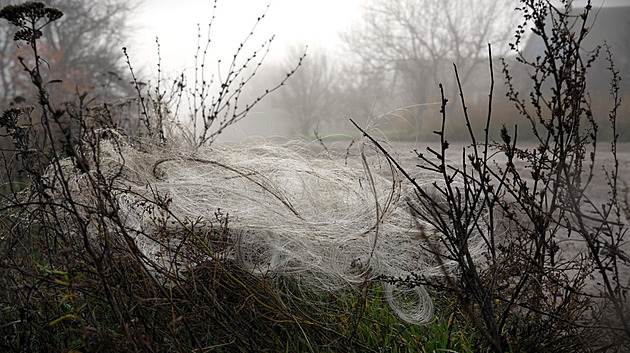 Donbas pokryla obří pavučina, do optovláken se zaplétají ptáci i pěchota