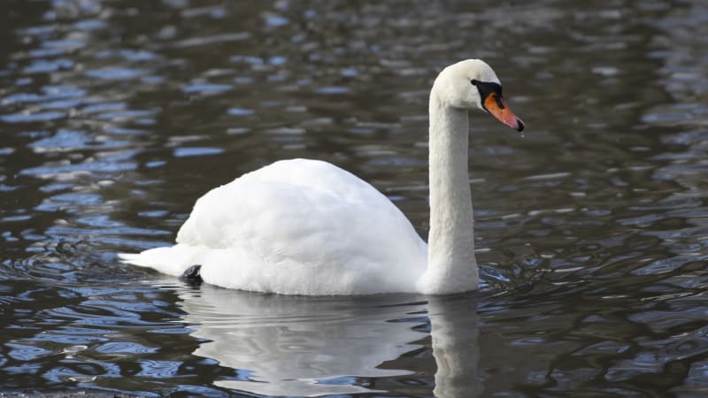 Ptačí chřipka v jihlavské zoo: Nakazily se dvě labutě, další opeřenci musí na testy