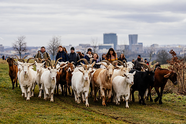 Pochod mezi pastvinami. Jak mě na pražské „Vueltě“ předběhla i chrchlající koza