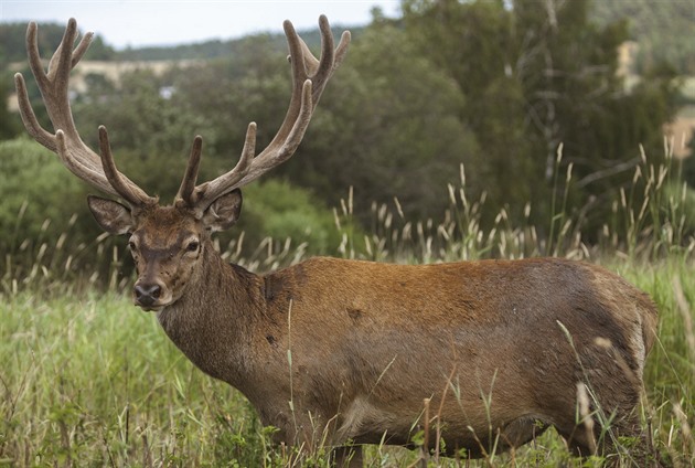Pytlák zastřelil v soukromé honitbě dvanácteráka, prozradily ho maličkosti