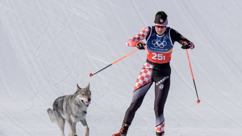 Kuriozita na ZOH: Pes narušil finiš ženského sprintu, ukazují záběry. V závodě byly i Češky