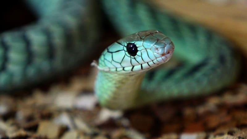 Chovatele z Teplicka uštkl nejjedovatější had světa. Dokáže zabít až sto lidí najednou