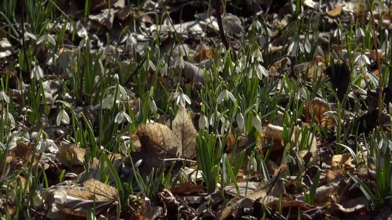 Bílá záplava sněženek a bledulí začala. Unikátní rozkvetlý les najdete na Moravě