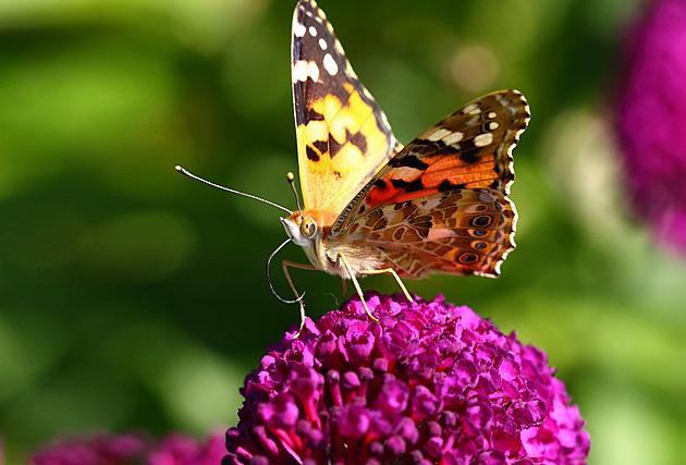 Zapomeňte na túje: Toto jsou nové trendy, které vládnou živým plotům v Česku