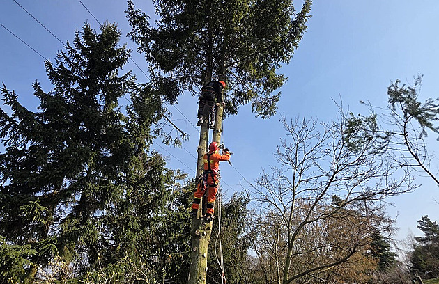 Při prořezávání větví zasáhl dělníka elektrický proud, zůstal viset na stromě