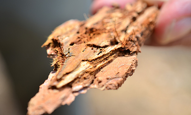 Kůrovec v Brdech ustupuje, napadené stromy lesníci vyhledávají i pomocí satelitu