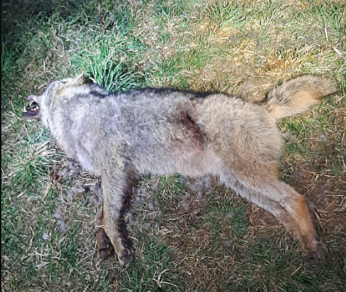 Na Českokrumlovsku našli mrtvého vlka, příčinu smrti má odhalit pitva