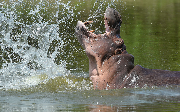 Kolumbie schválila odstřel potomků Escobarových hrochů. Ničí ekosystémy