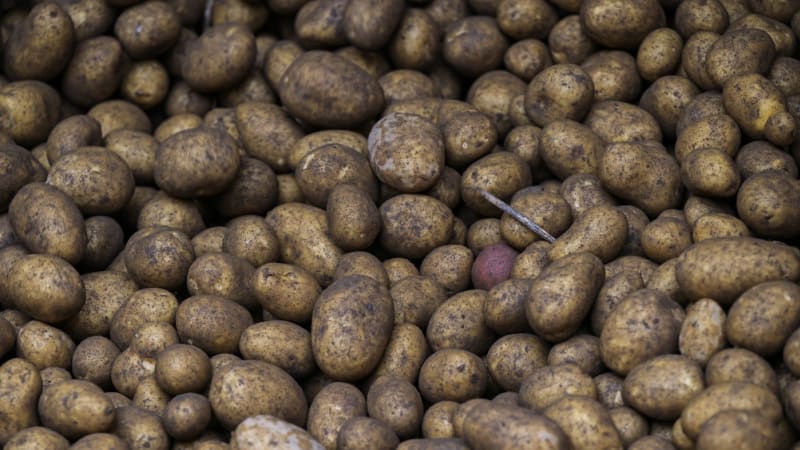 Cena brambor je nižší než vstupní náklady. Zákazníci jásají, pěstitelé bědují