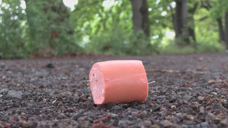 Uzeniny plné jehel ohrožují zvířata na Českobudějovicku. Zákeřná návnada potrápila kočky
