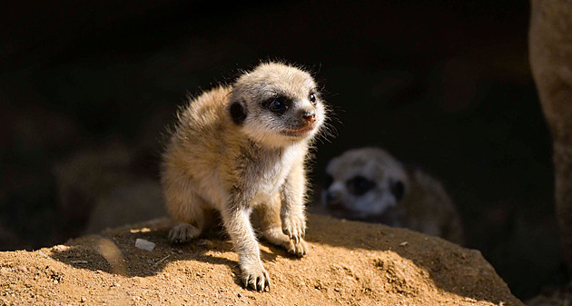 Trojnásobná roztomilost v zoo. Surikatí mláďata si užívají pozornosti