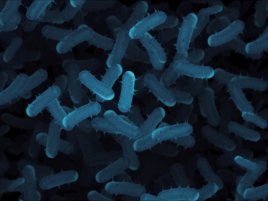 Bakterie místo tranzistorů. MIT postavil živý obvod z pouhých pěti typů buněk