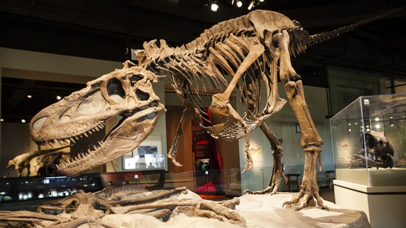 Vědci našli první zachované stopy Tyranosaura rexe, největšího predátora historie