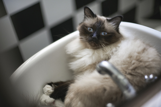 Osm nejpodivnějších věcí, které kočky dělají. Kočičí behavioristka vysvětluje