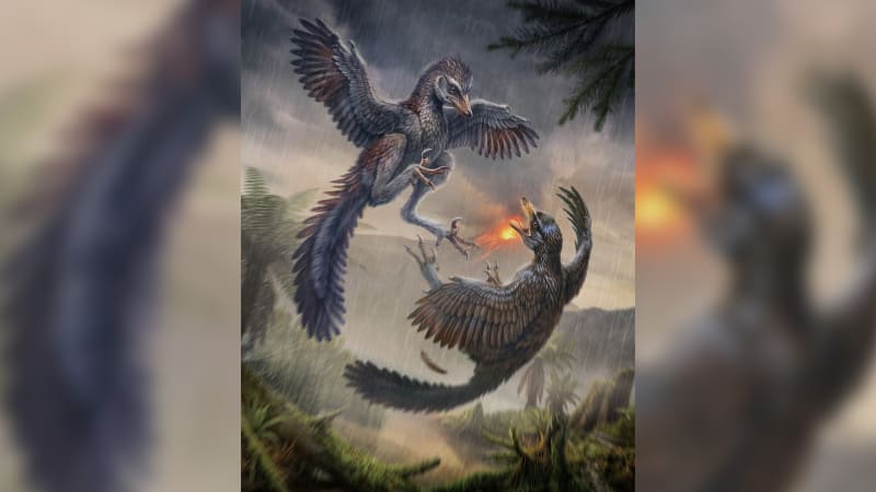 Objev čínských vědců mění pohled na evoluci ptáků. Jde o klíčovou fosilii